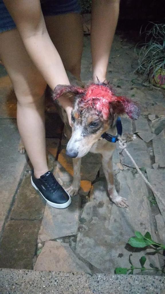 ROCKY antes