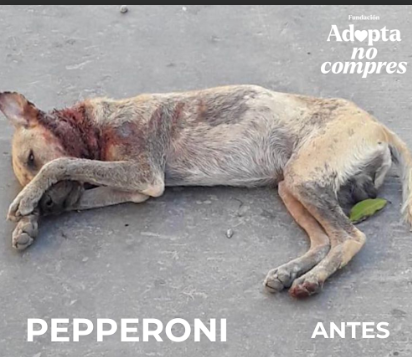 PEPERONNI antes