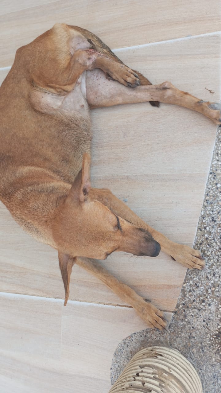 AVENA