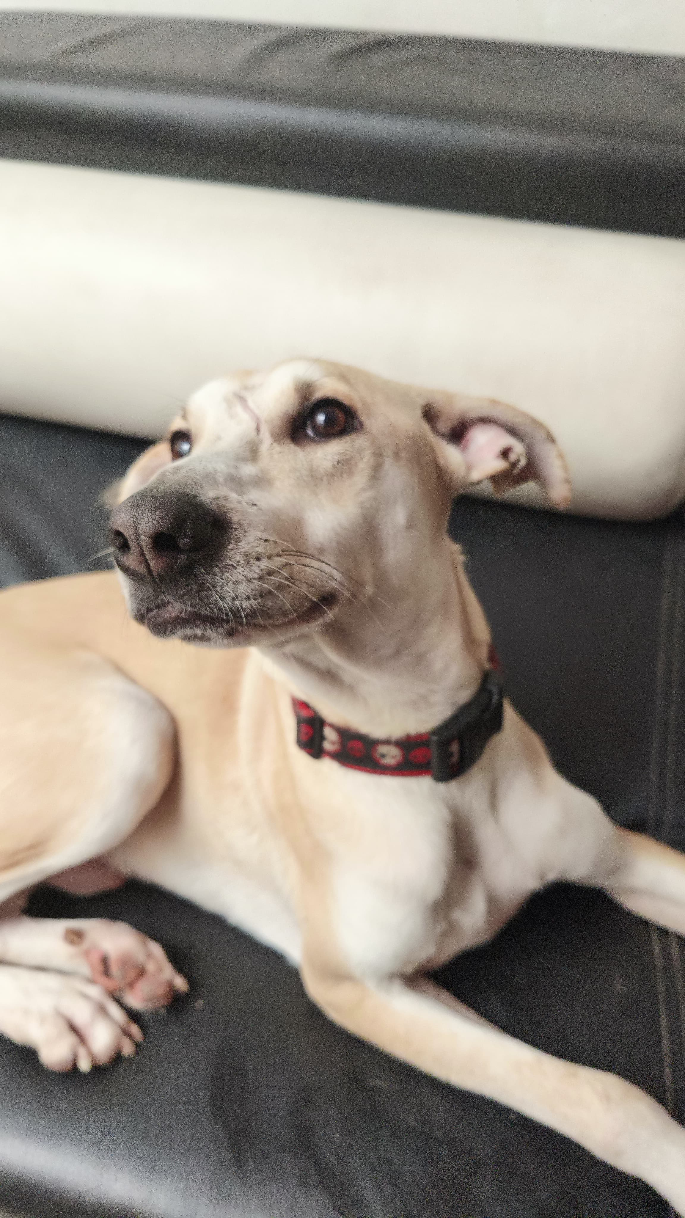 SAMMY