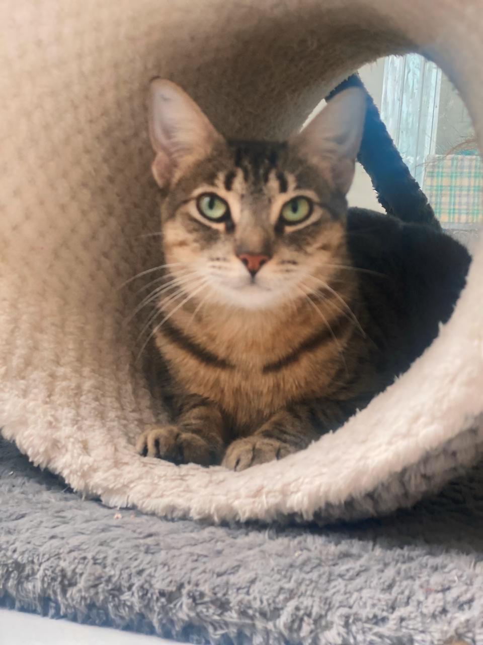 ZOE