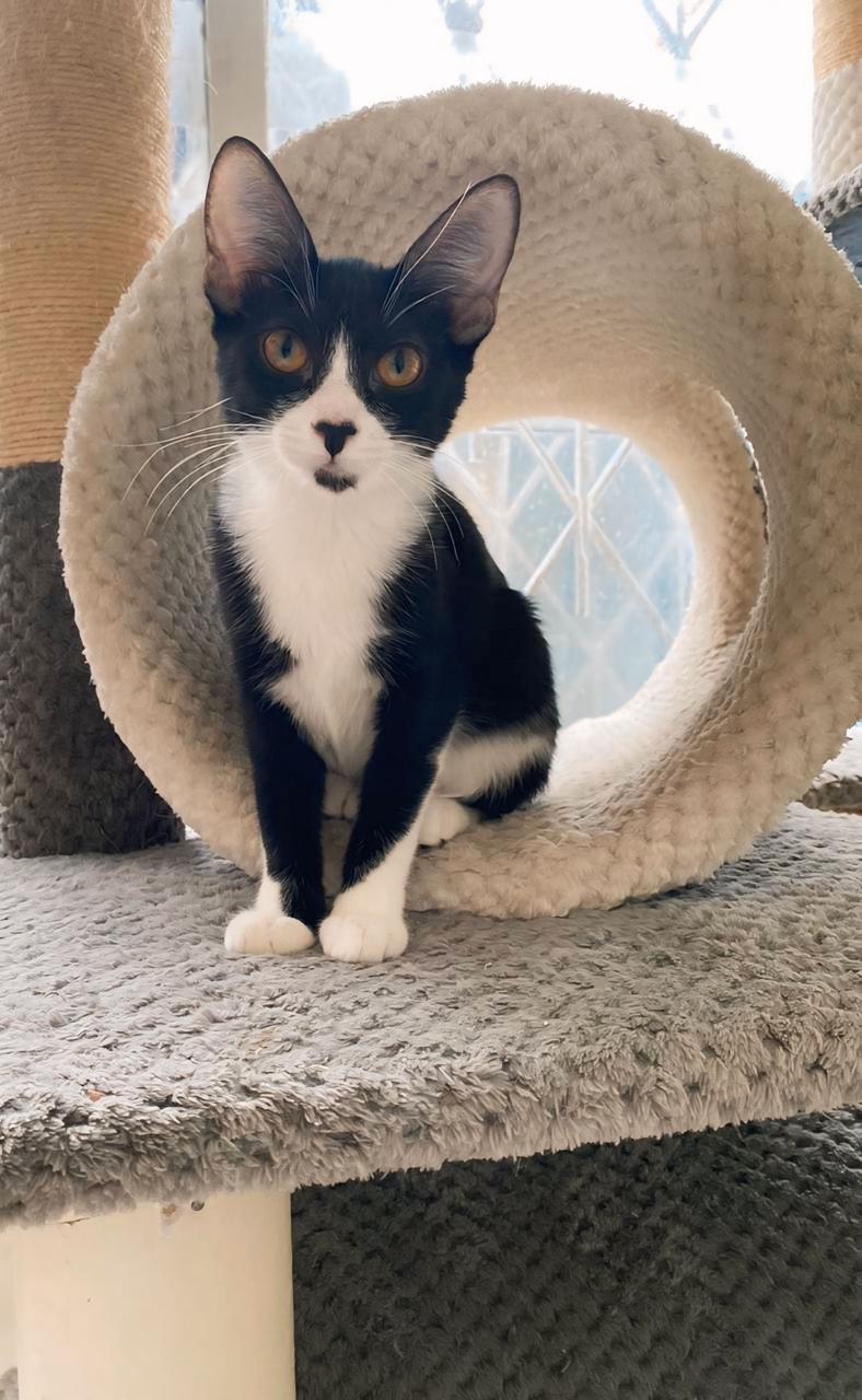 ISABELLA